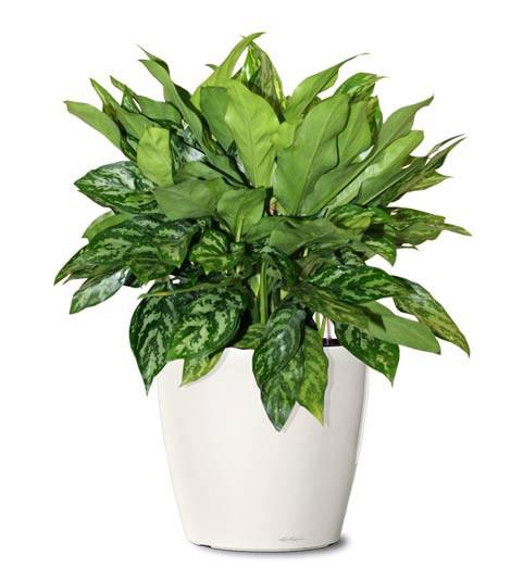 aglaonema sam remo Large Office Plant Package
