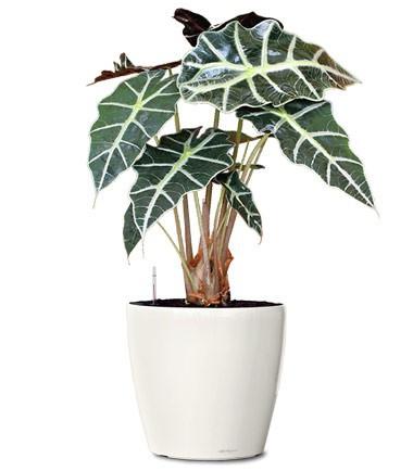 Medium Sized Office Plant Package