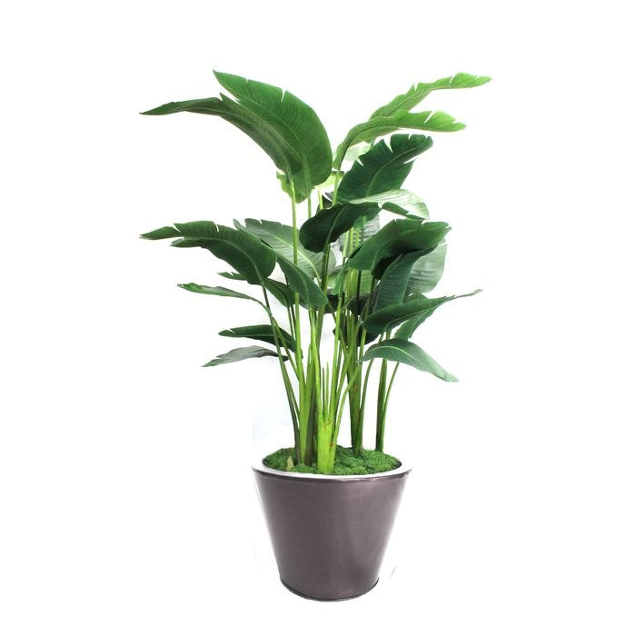 small pot plants for office Small Office Plant Package
