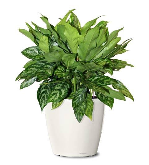 Large Office Plant Package